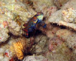 Mandarin Fishes mating, 
Kapalai, Malaysia by Baris Taptik 